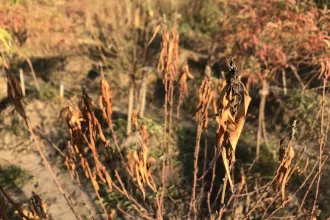 Chùm ảnh ‘mất tết’ vì hàng ngàn cây đào cháy khô